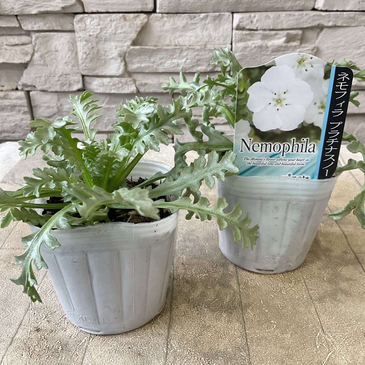 ネモフィラ 選べる♪3色 3号ポット | 鉢花・花苗 | 橋本種苗園