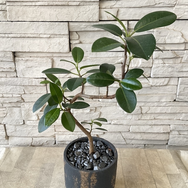 pinoko056様専用 大型 フランスゴムの木 螺旋仕立て 陶器鉢 植え込み