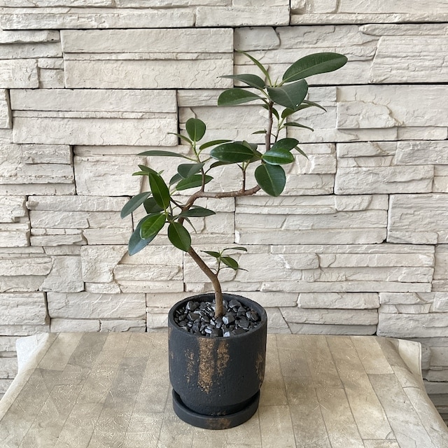観葉植物】フランスゴム 陶器鉢植え | 観葉植物 | 橋本種苗園