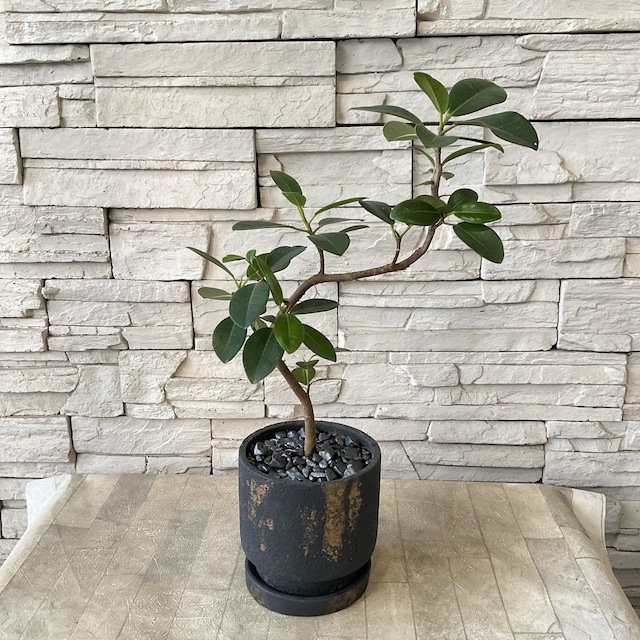 観葉植物】フランスゴム 陶器鉢植え | 観葉植物 | 橋本種苗園