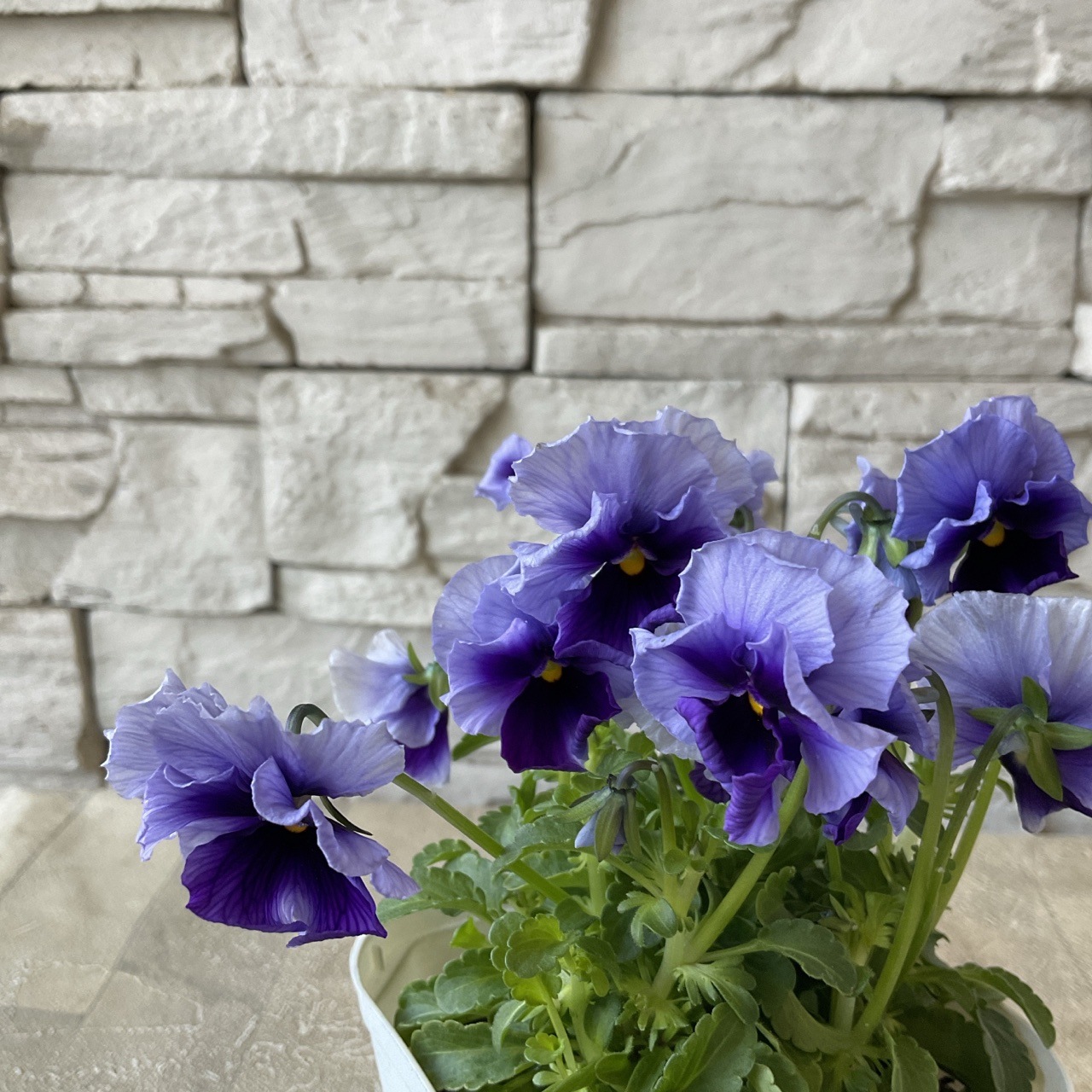 ビオラ 平塚弘子作品集 3.5寸鉢 | 鉢花・花苗 | 橋本種苗園オンライン