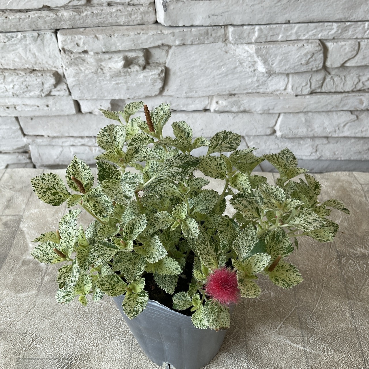 キャットテール バリエガータ 3寸ポット | 鉢花・花苗 | 橋本種苗園