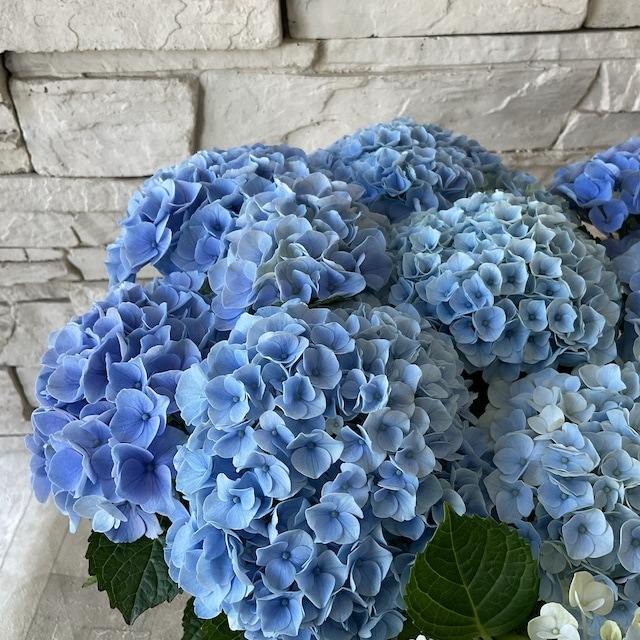 アジサイ マジカル レボリューション ブルー 5寸鉢 | 鉢花・花苗