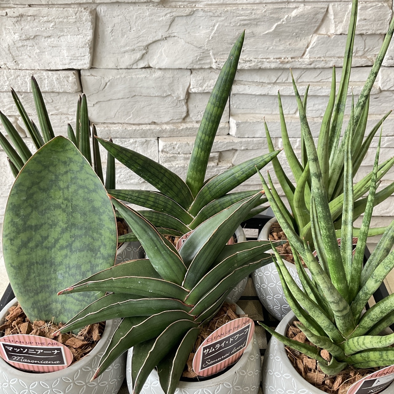 光触媒 人工観葉植物 フェイクグリーンフレッシュトラベラーズパーム