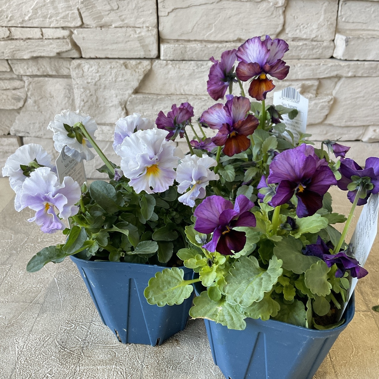 ビオラ ヌーヴェル ヴァーグ 3寸ポット | 鉢花・花苗 | 橋本種苗園