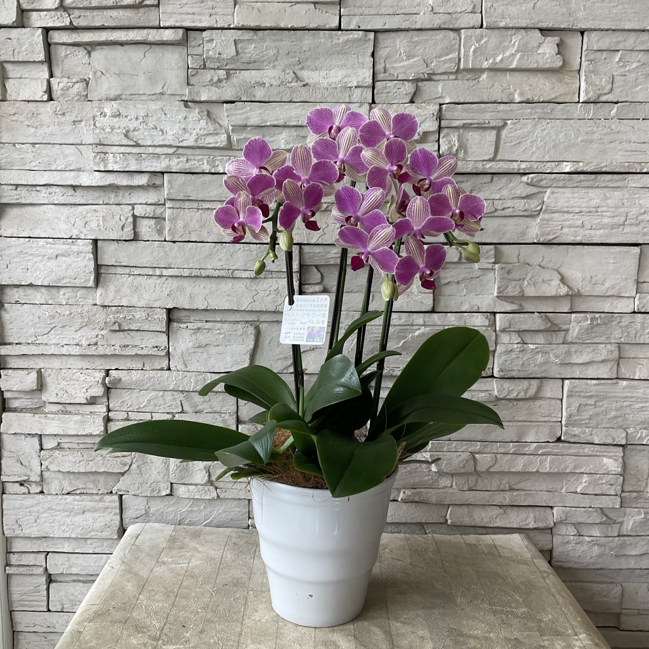 色変わり胡蝶蘭 鉢ごと発送 色変わりする胡蝶蘭