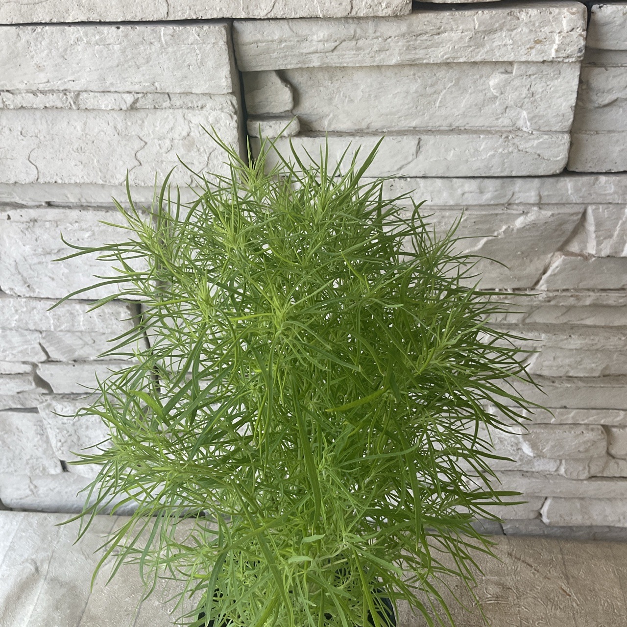 ぽんちゃん「木を植えよう」 ぽんちゃん「木を植えよう」 ぽんちゃん「木を植えよう」 ぽん