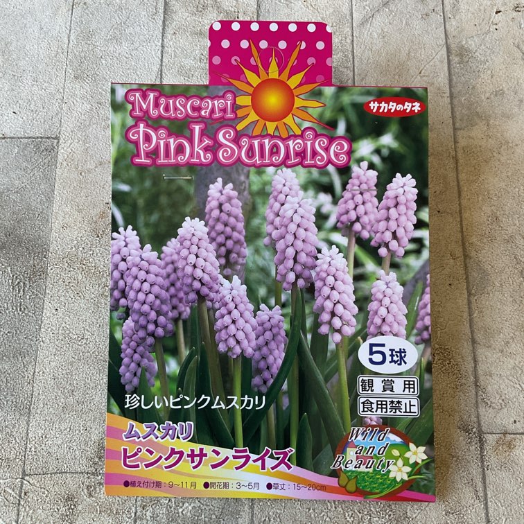 【球根】ムスカリ　ピンクサンライズ　5球入り