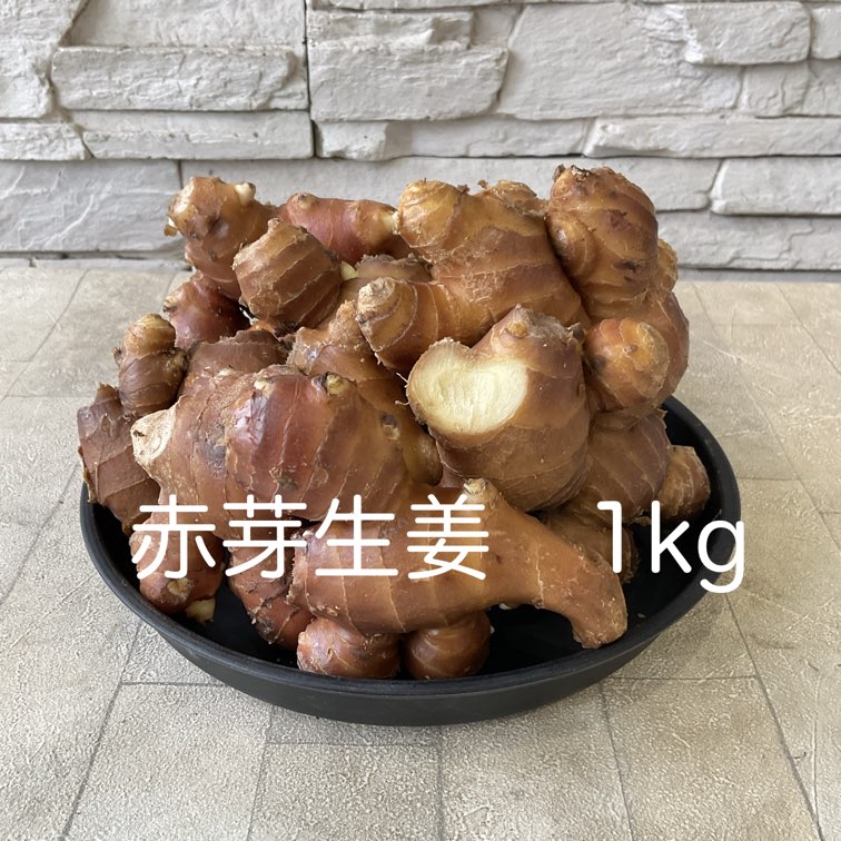 【種子用】赤芽生姜　お得な1kg