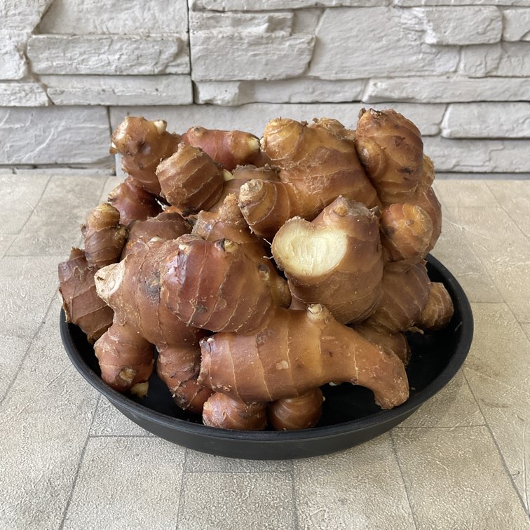 【種子用】赤芽生姜　お得な1kg