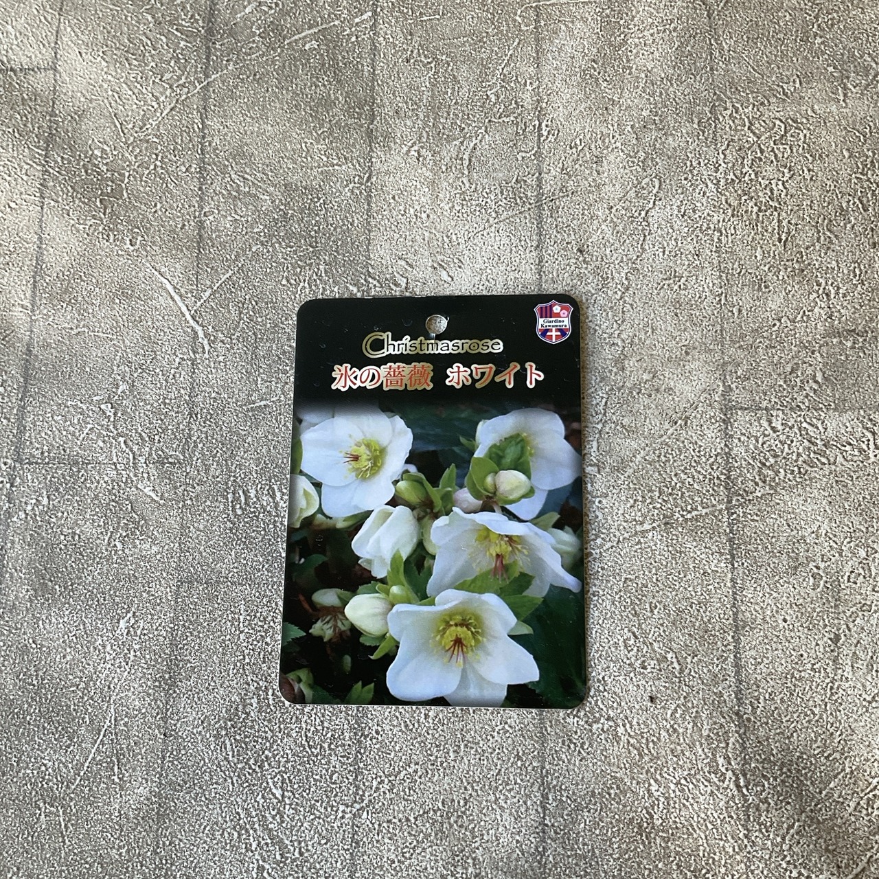 クリスマスローズ 氷の薔薇 ホワイト 5寸鉢 | 鉢花・花苗 | 橋本種苗園