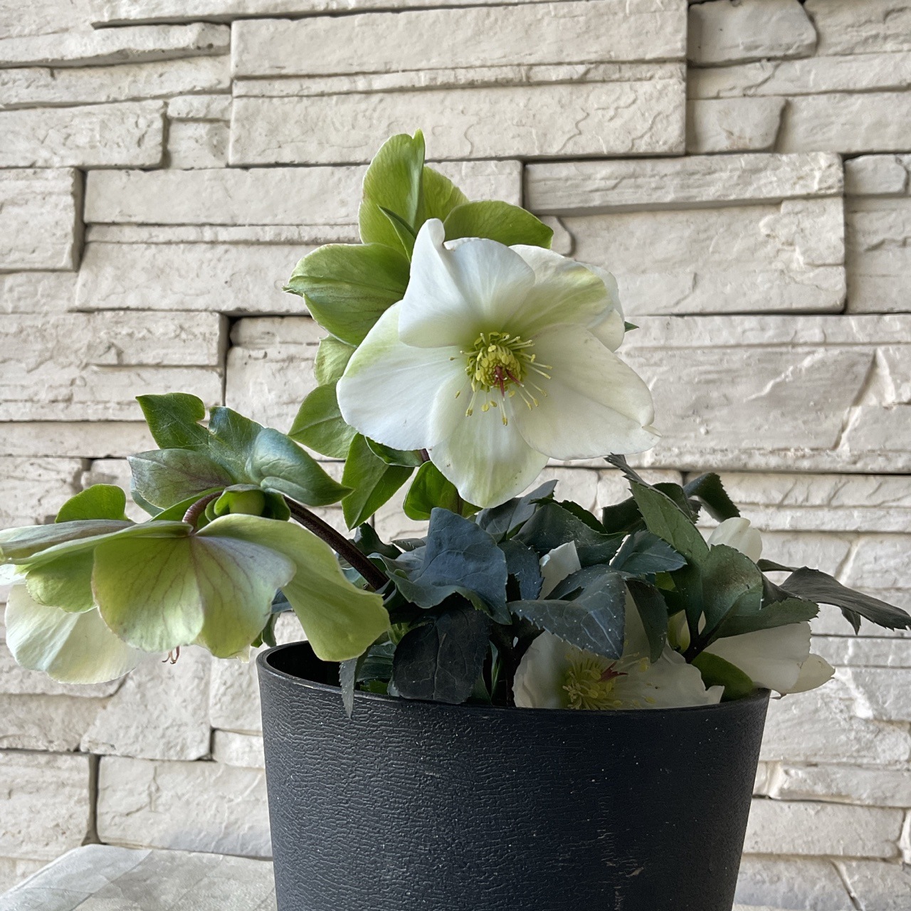 クリスマスローズ 氷の薔薇 ホワイト 5寸鉢 | 鉢花・花苗 | 橋本種苗園