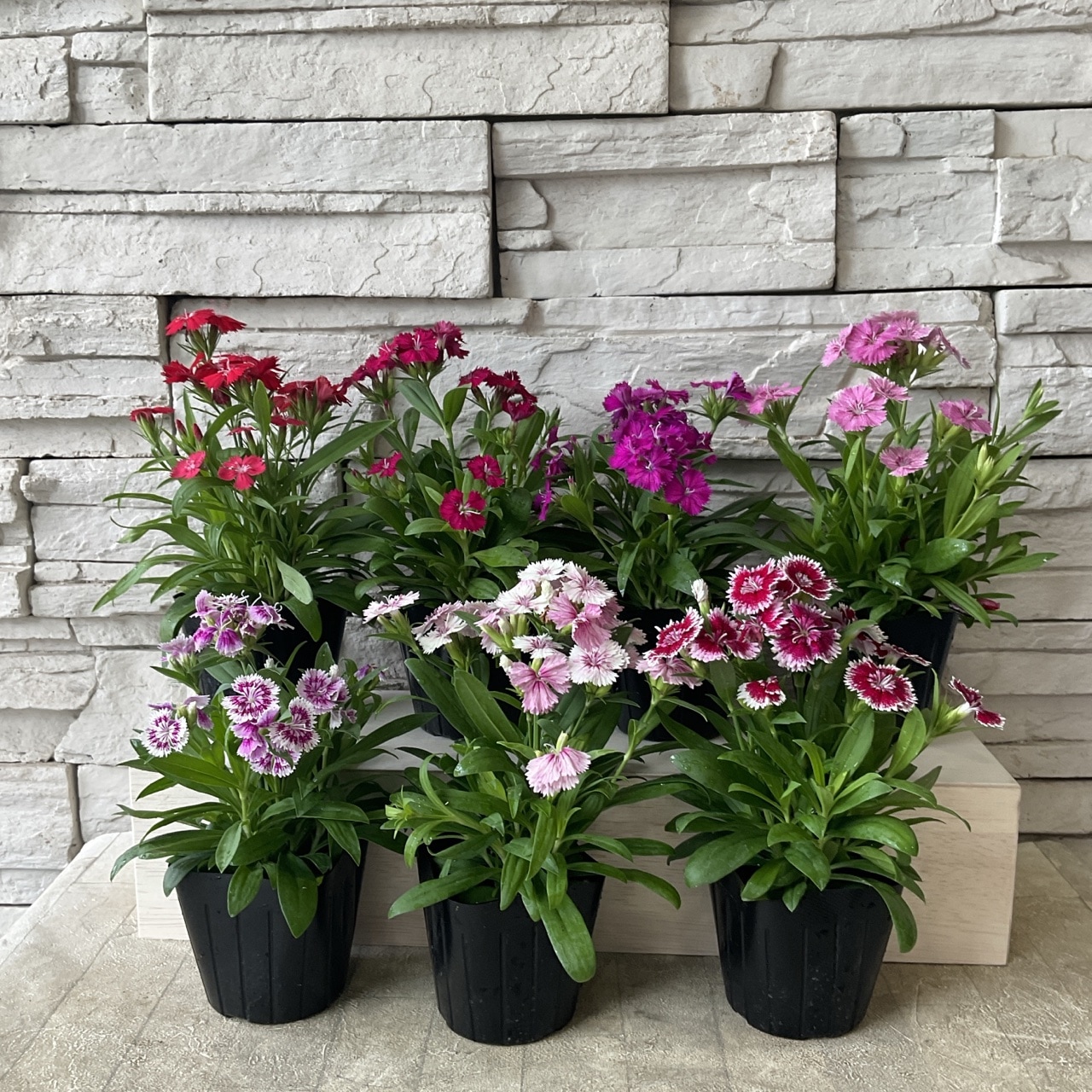 テルスター 3寸ポット