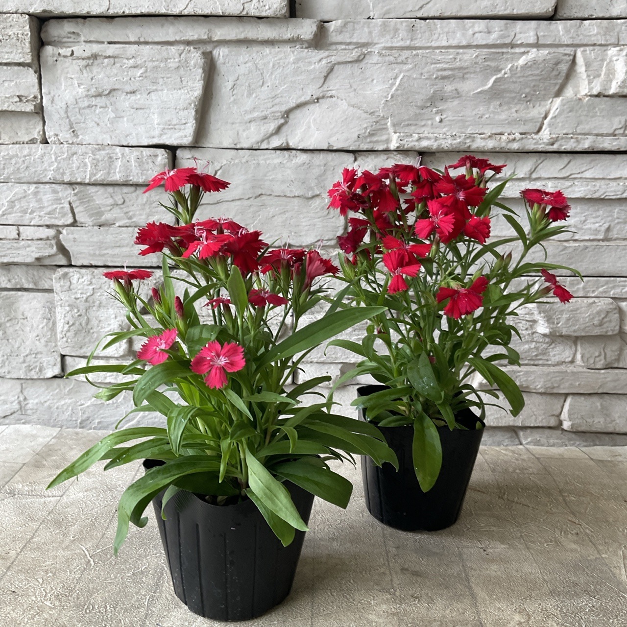 テルスター 3寸ポット