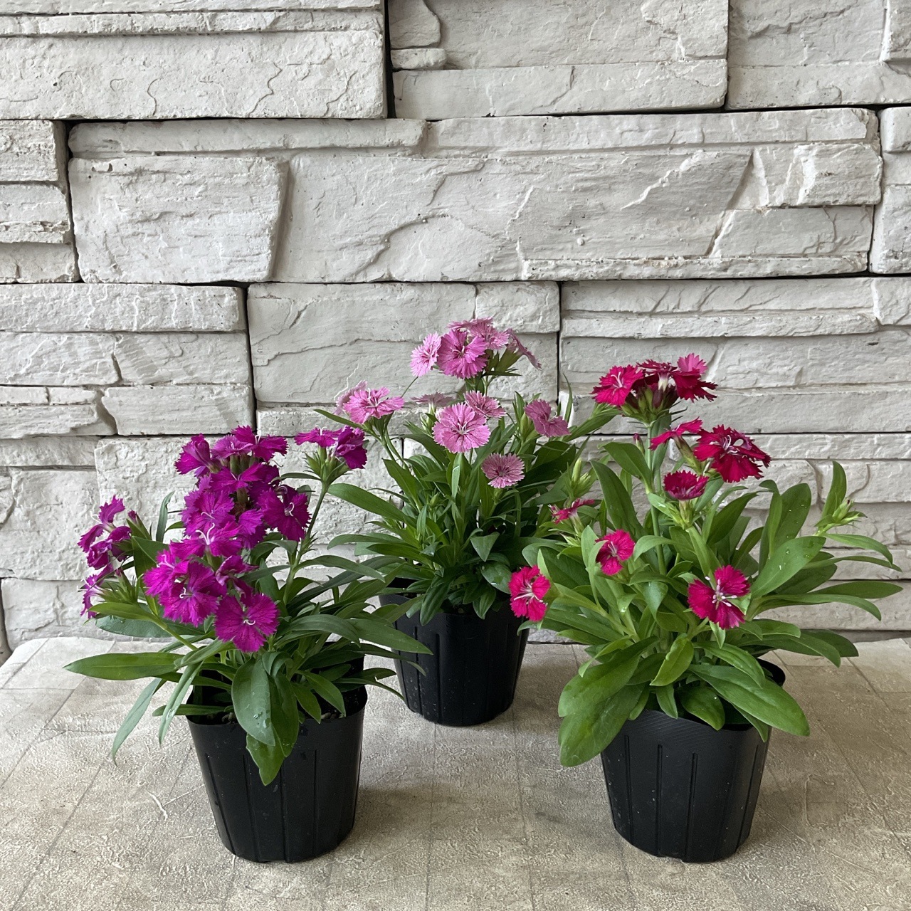 テルスター 3寸ポット