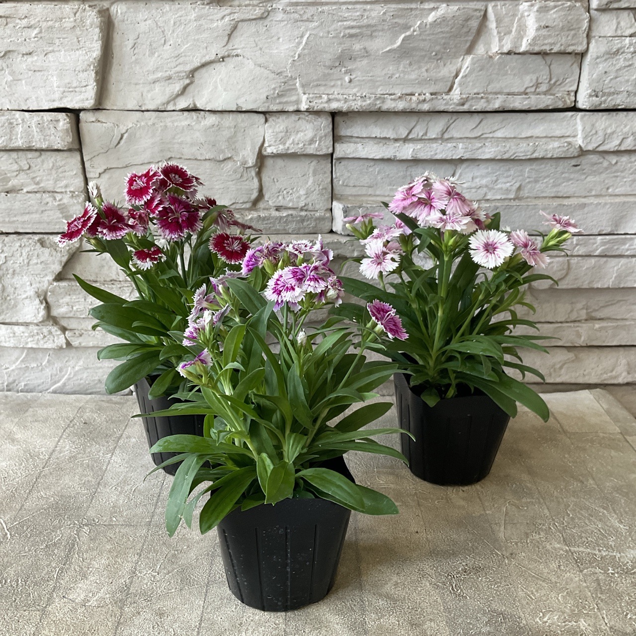 テルスター 3寸ポット