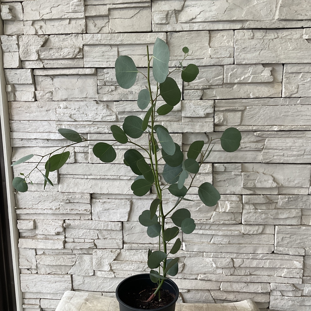 ユーカリ ポポラス 5寸鉢 | ハーブ | 橋本種苗園オンラインストア