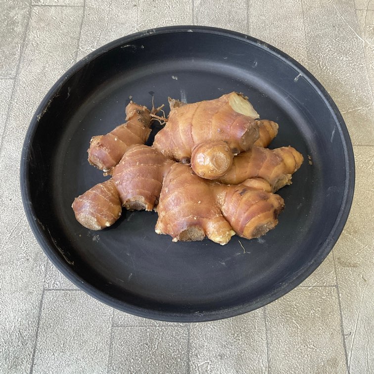 【種子用】赤芽生姜　100g（量り売り）