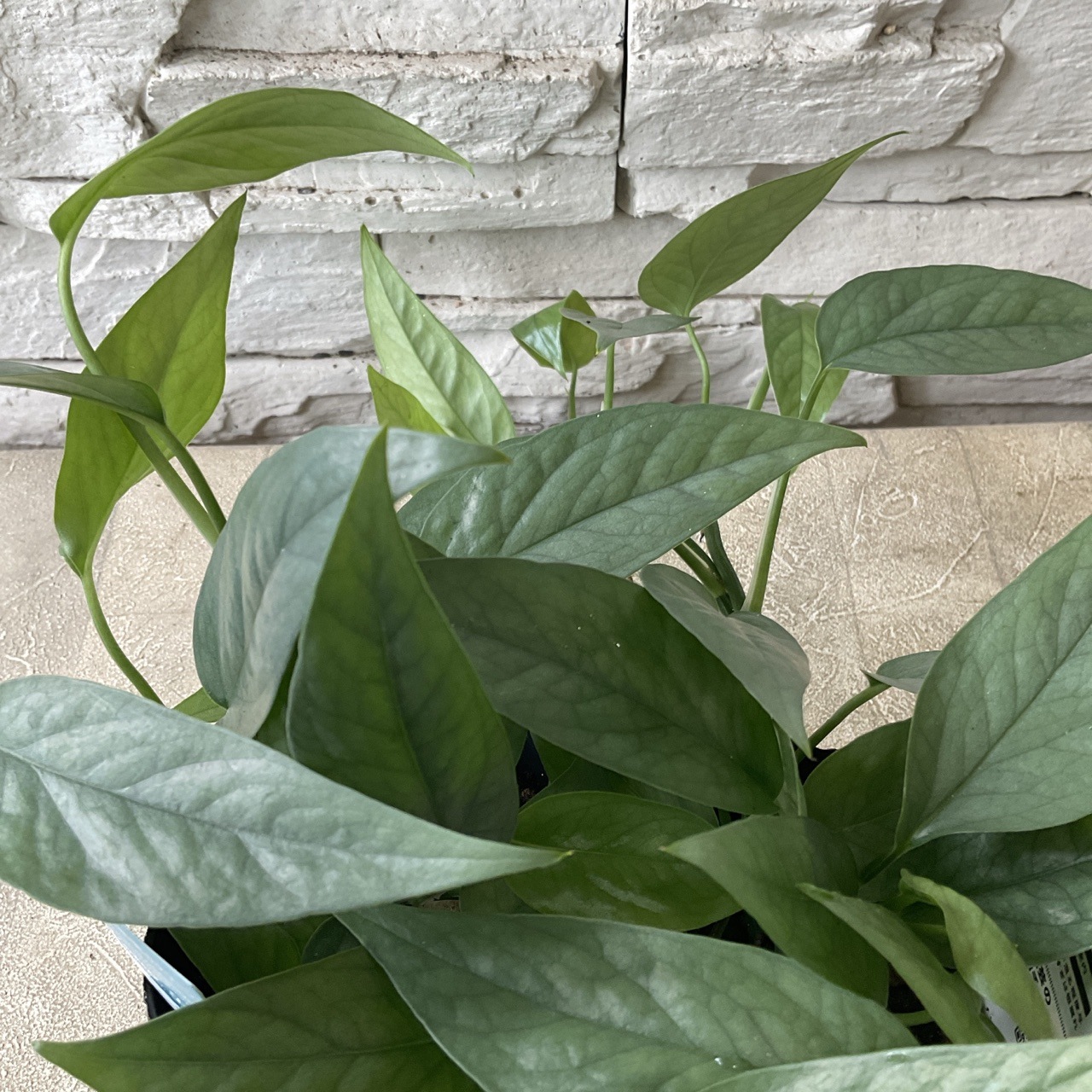 観葉植物】ピナツム セブブルー 3寸ポット | 観葉植物 | 橋本種苗園