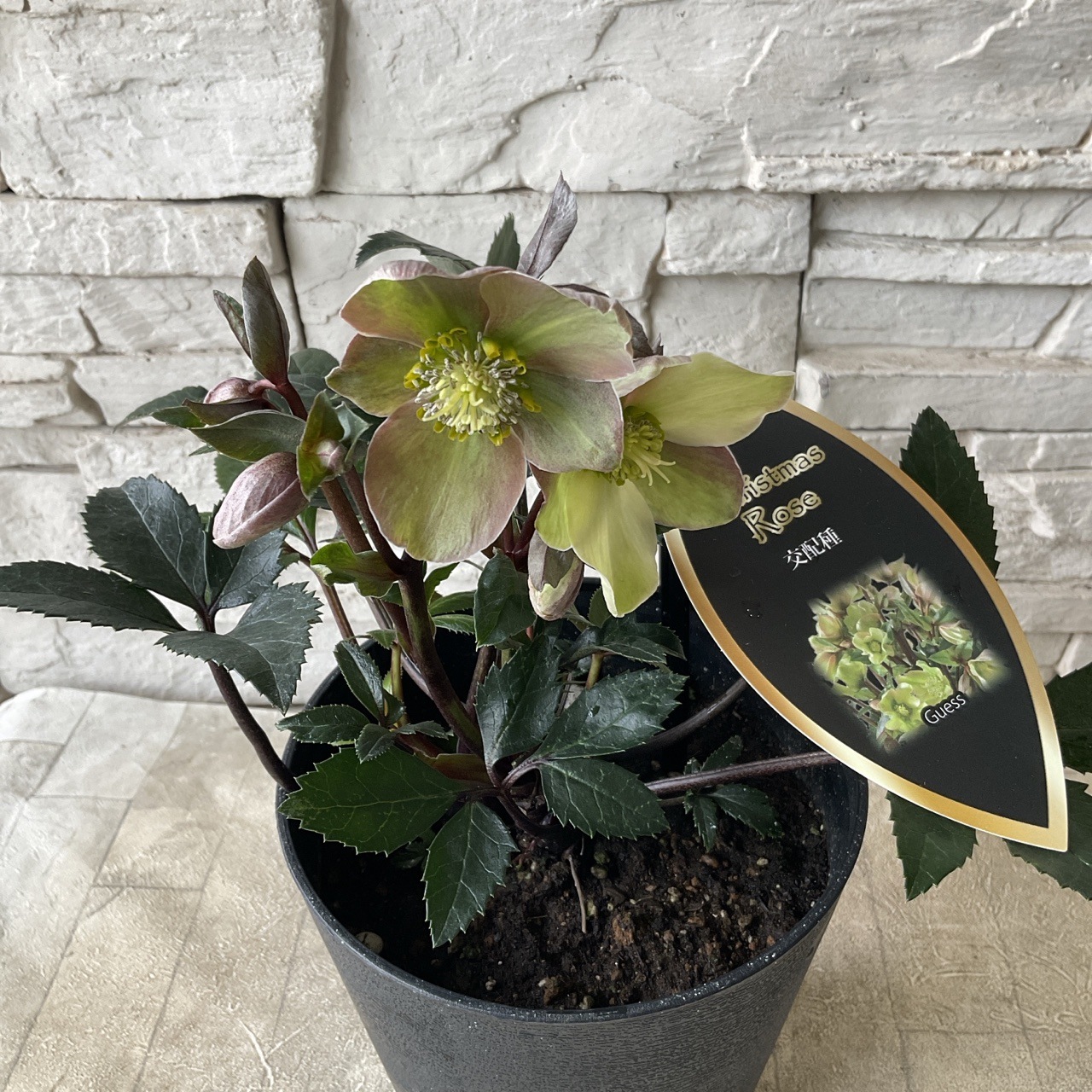 クリスマスローズ Guess 5寸鉢 | 鉢花・花苗 | 橋本種苗園オンラインストア