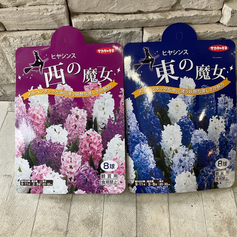 ヒヤシンス】東の魔女（ブリー系MIX）/西の魔女（ピンク系ミックス