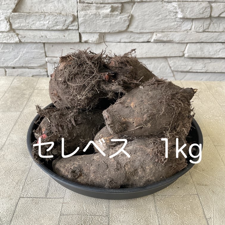 【種子用】里芋　赤芽　セレベス　お得な1kg