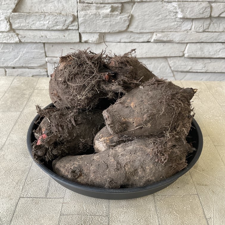 【種子用】里芋　赤芽　セレベス　お得な1kg