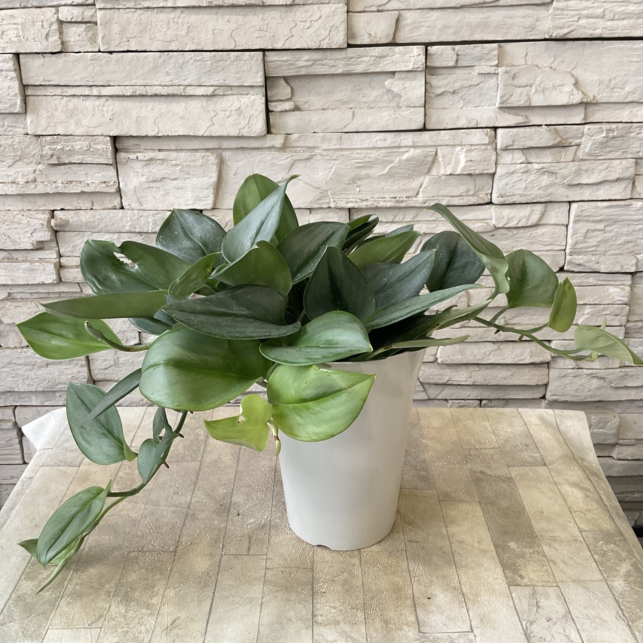 観葉植物】 スキンダプサス 5寸鉢 | 観葉植物 | 橋本種苗園オンライン