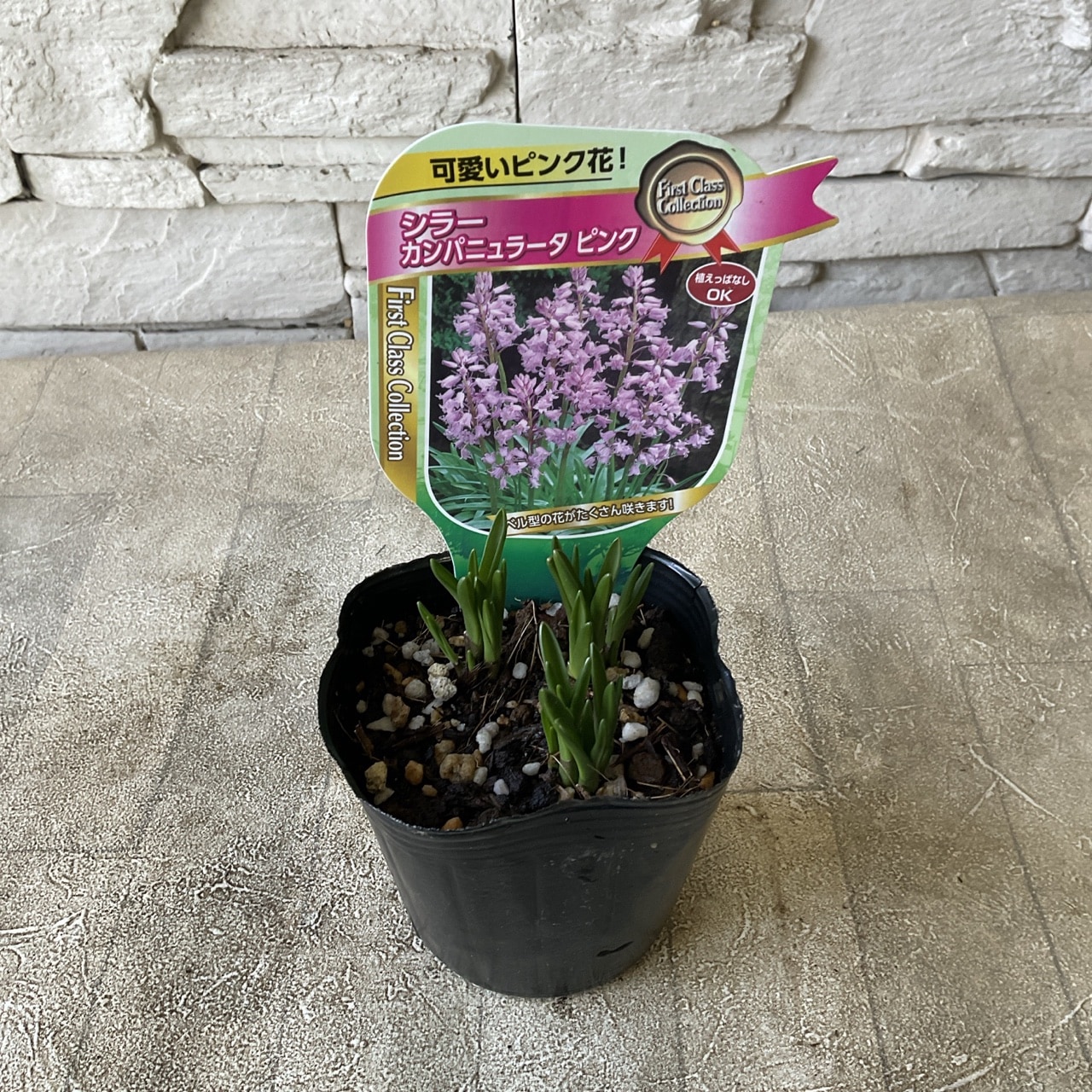 球根 いろいろ 選べる♪7種類 | 球根 | 橋本種苗園オンラインストア