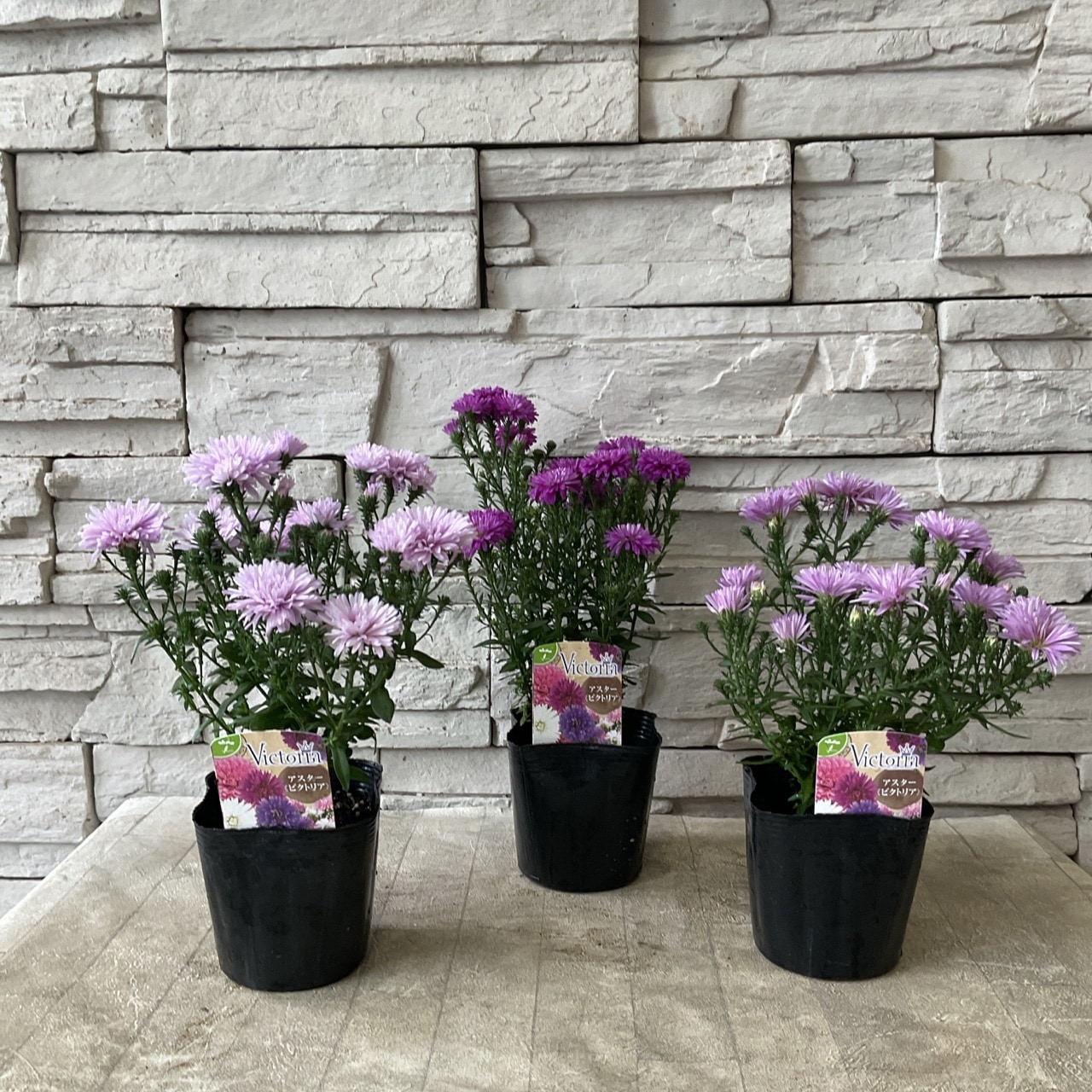 アスター ビクトリア 選べる♪3種 3.5寸ポット | 鉢花・花苗 | 橋本