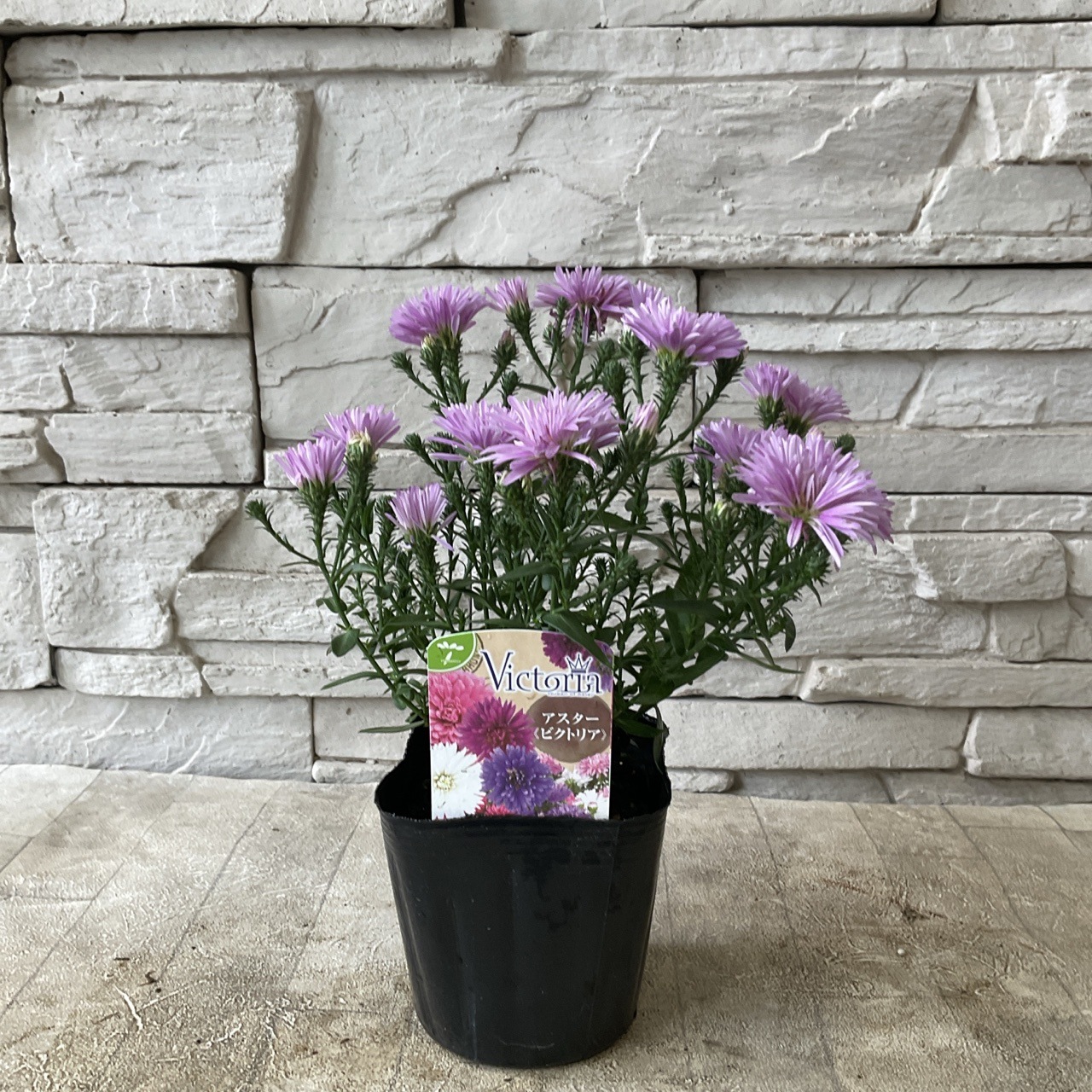 ビクトリア植木鉢 アスター ビクトリア 選べる♪3種 3.5寸ポット | 鉢花・花苗 | 橋本