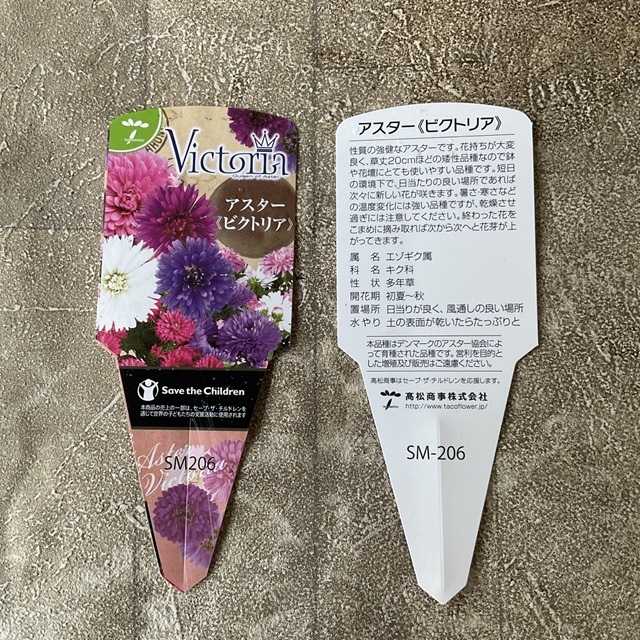アスター　ビクトリア　選べる♪3種 3.5寸ポット