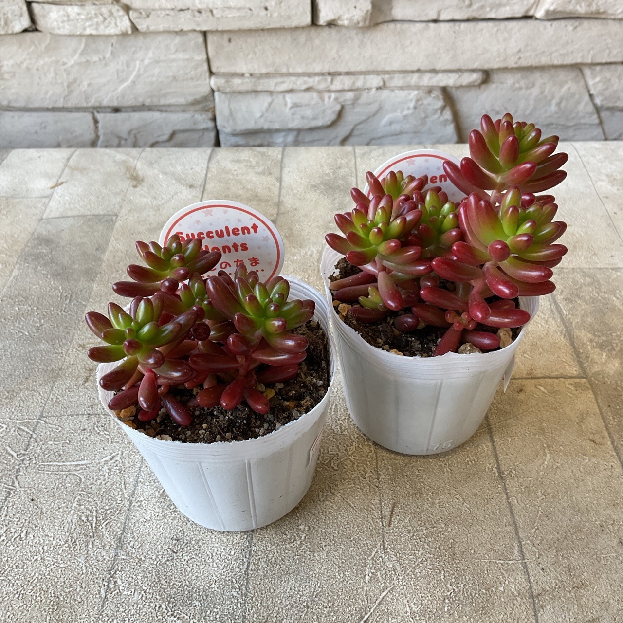 多肉植物 虹の玉 | 鉢花・花苗 | 橋本種苗園オンラインストア