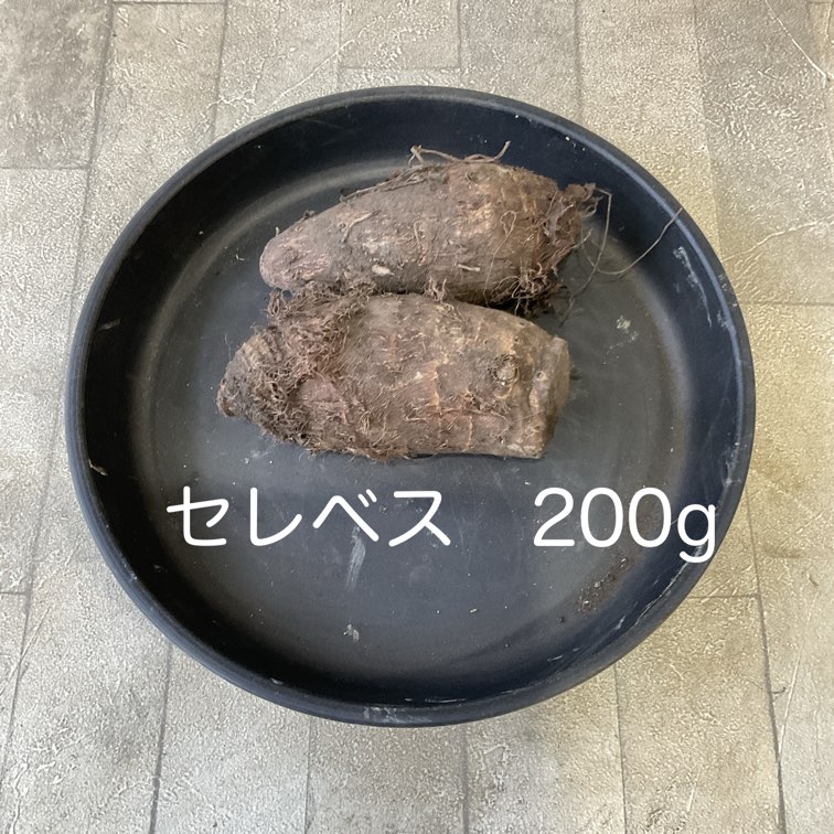 【種子用】里芋　赤芽　セレベス　100g（量り売り）