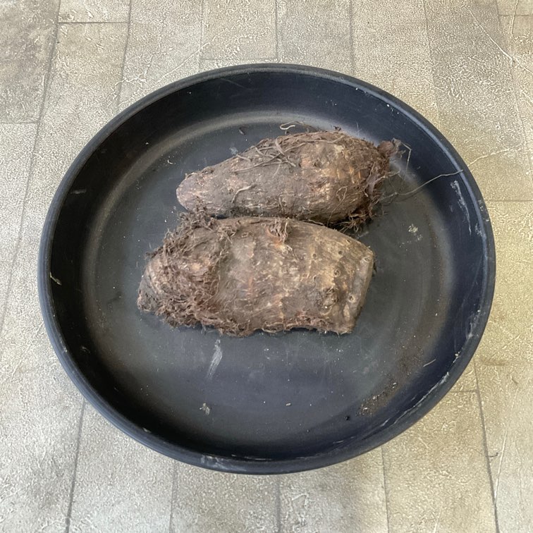 【種子用】里芋　赤芽　セレベス　100g（量り売り）