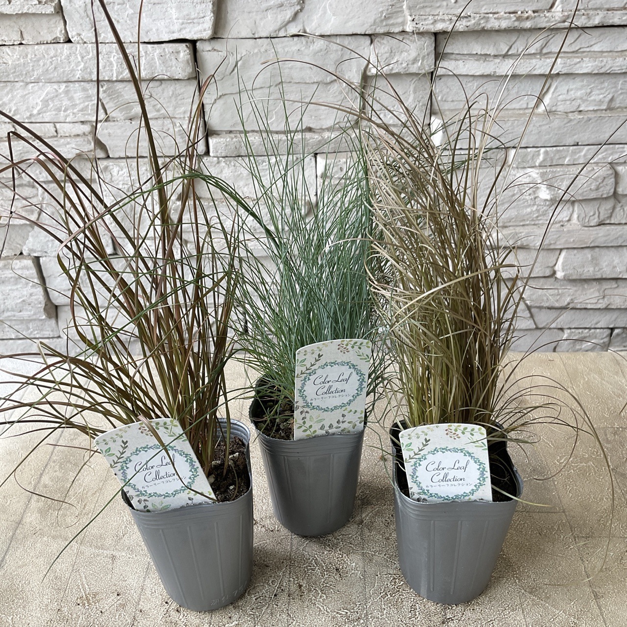 グラキリス　現地球　6本枝　おにぎり型　短枝　赤肌　コレクション　厳選￼ 手乗り グラキリス 現地球 6本枝 おにぎり型 短枝 赤肌 コレクション