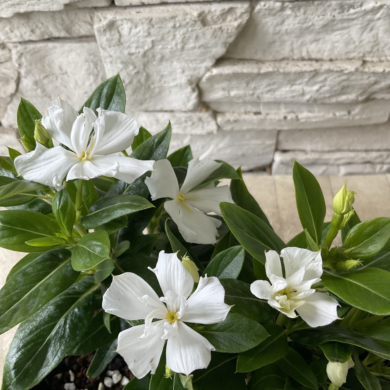 【sunnyさま 】専用となります。　超大判 botanical Green Round Glasses #7822624 | Zenni Optical