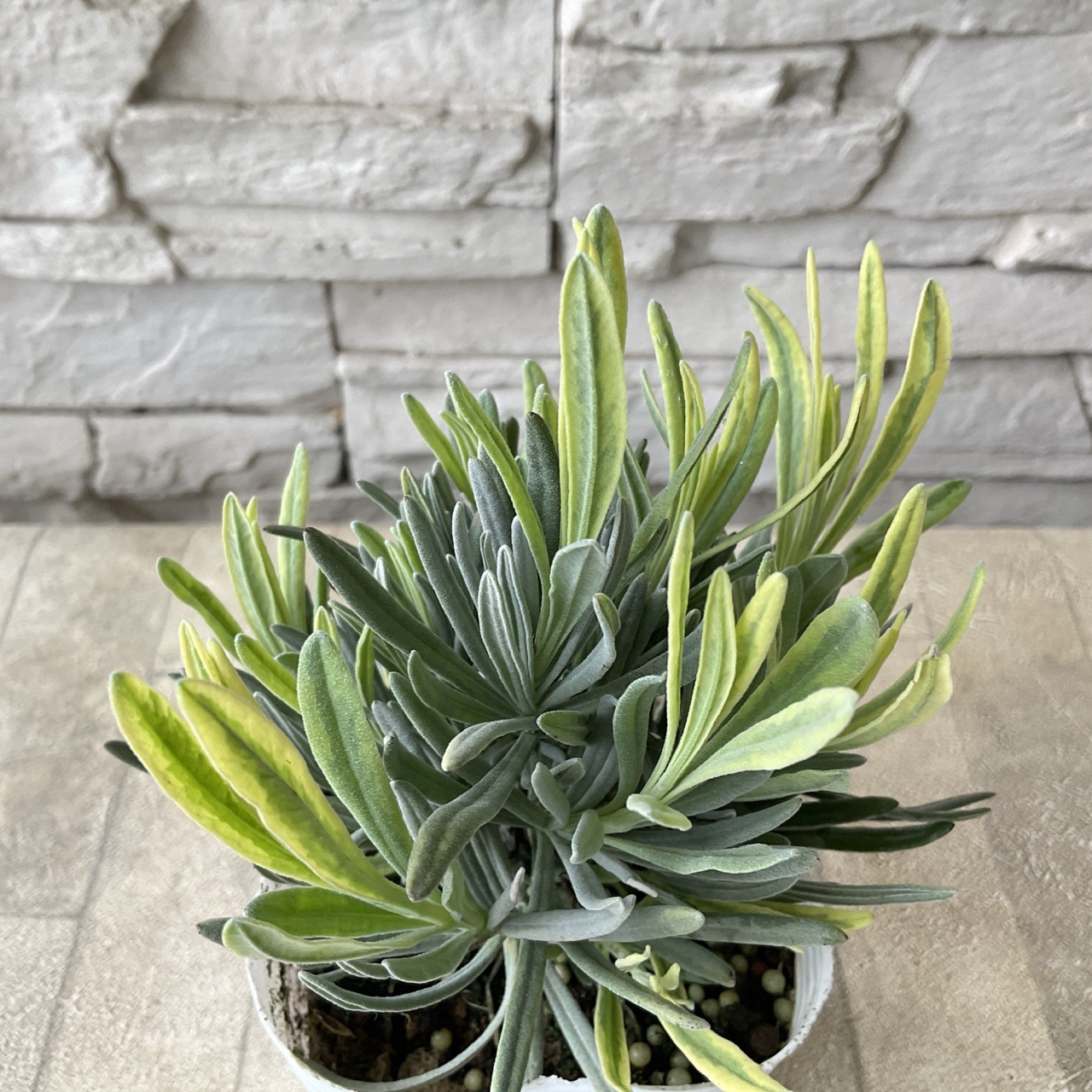 ラベンダー プラチナブロンド 3号ポット | 鉢花・花苗 | 橋本種苗園