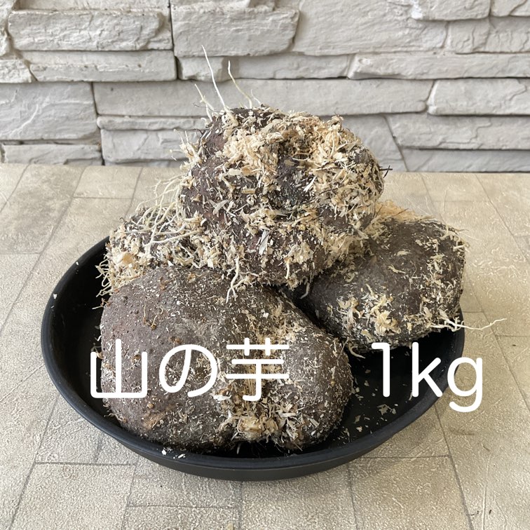【種子用】丹波　山の芋　お得な1kg