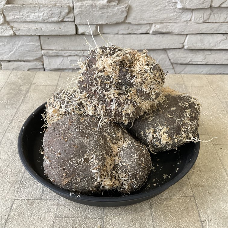 【種子用】丹波　山の芋　お得な1kg