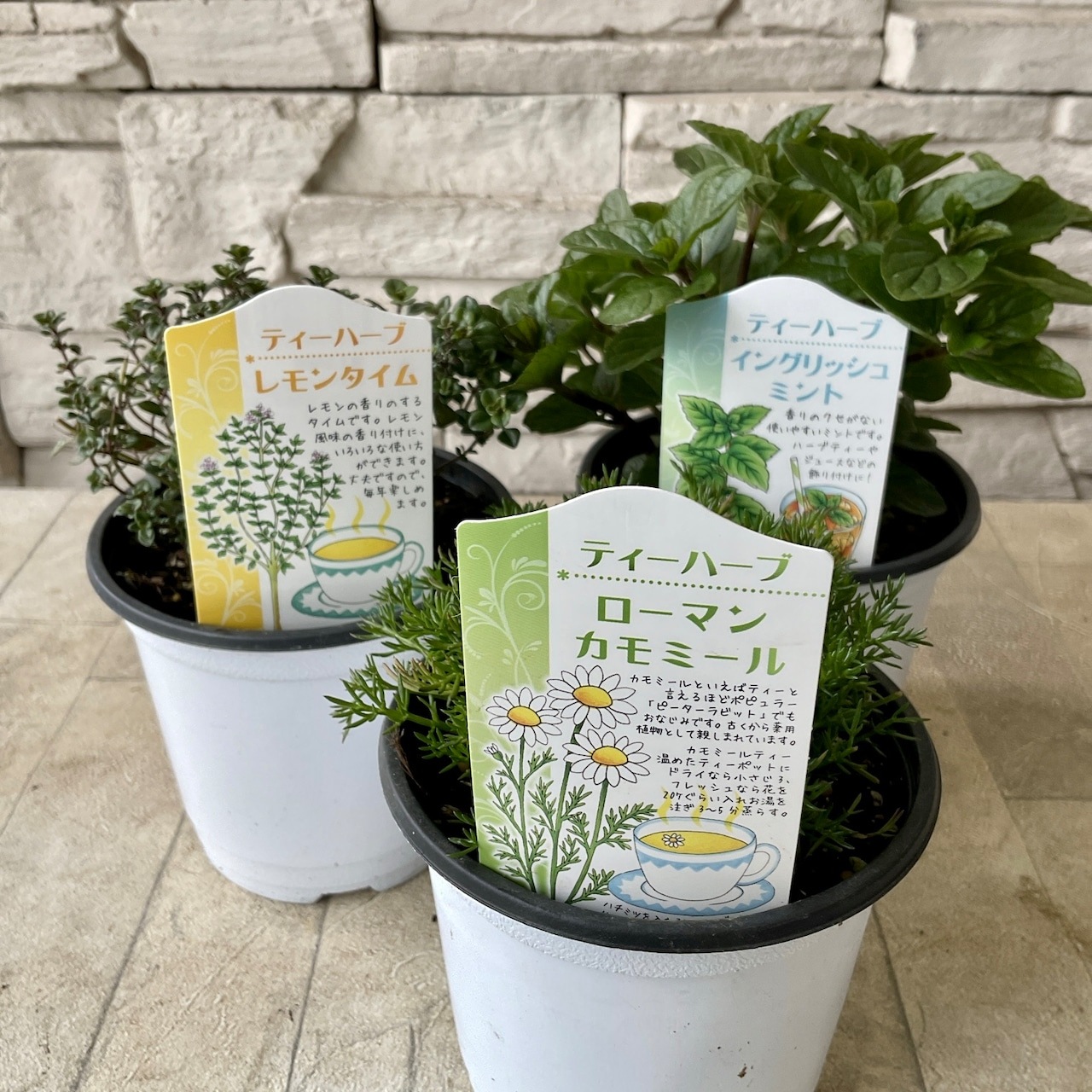 選べるハーブ苗】3.5寸ポット | ハーブ | 橋本種苗園オンラインストア