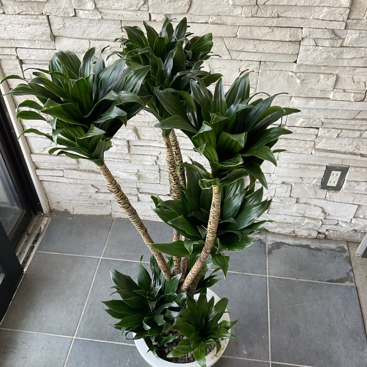 送料無料】【観葉植物】ドラセナ コンパクタ 8寸鉢 | 観葉植物