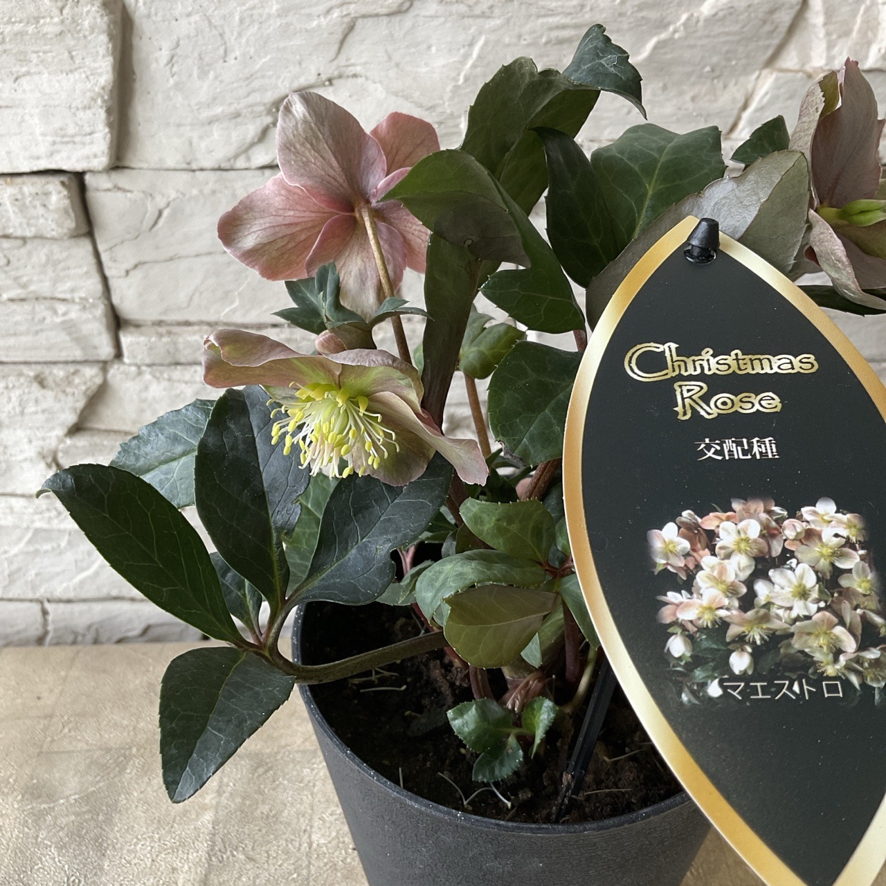 クリスマスローズ マエストロ 5号鉢 | 鉢花・花苗 | 橋本種苗園
