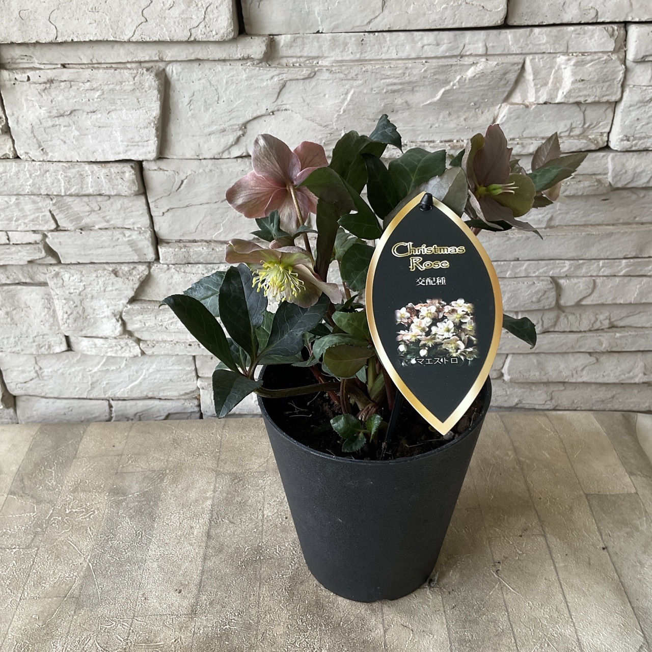 クリスマスローズ マエストロ 5号鉢 | 鉢花・花苗 | 橋本種苗園