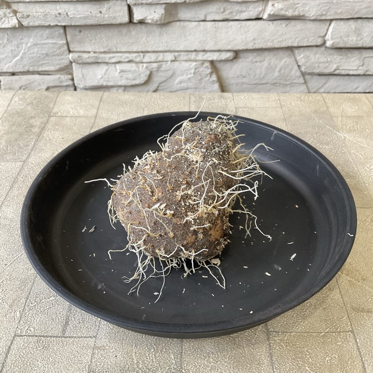 【種子用】丹波　山の芋　100g〜（量り売り）