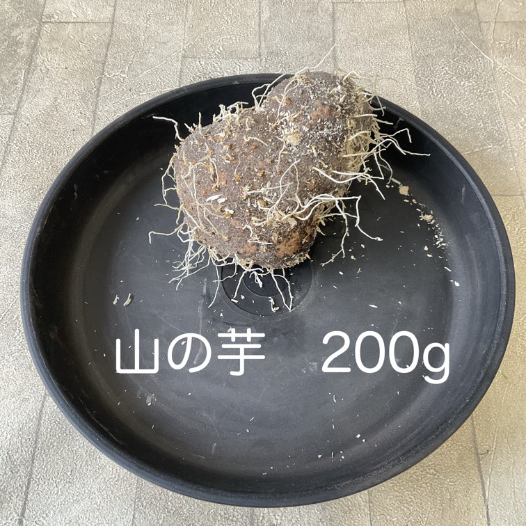 【種子用】丹波　山の芋　100g〜（量り売り）