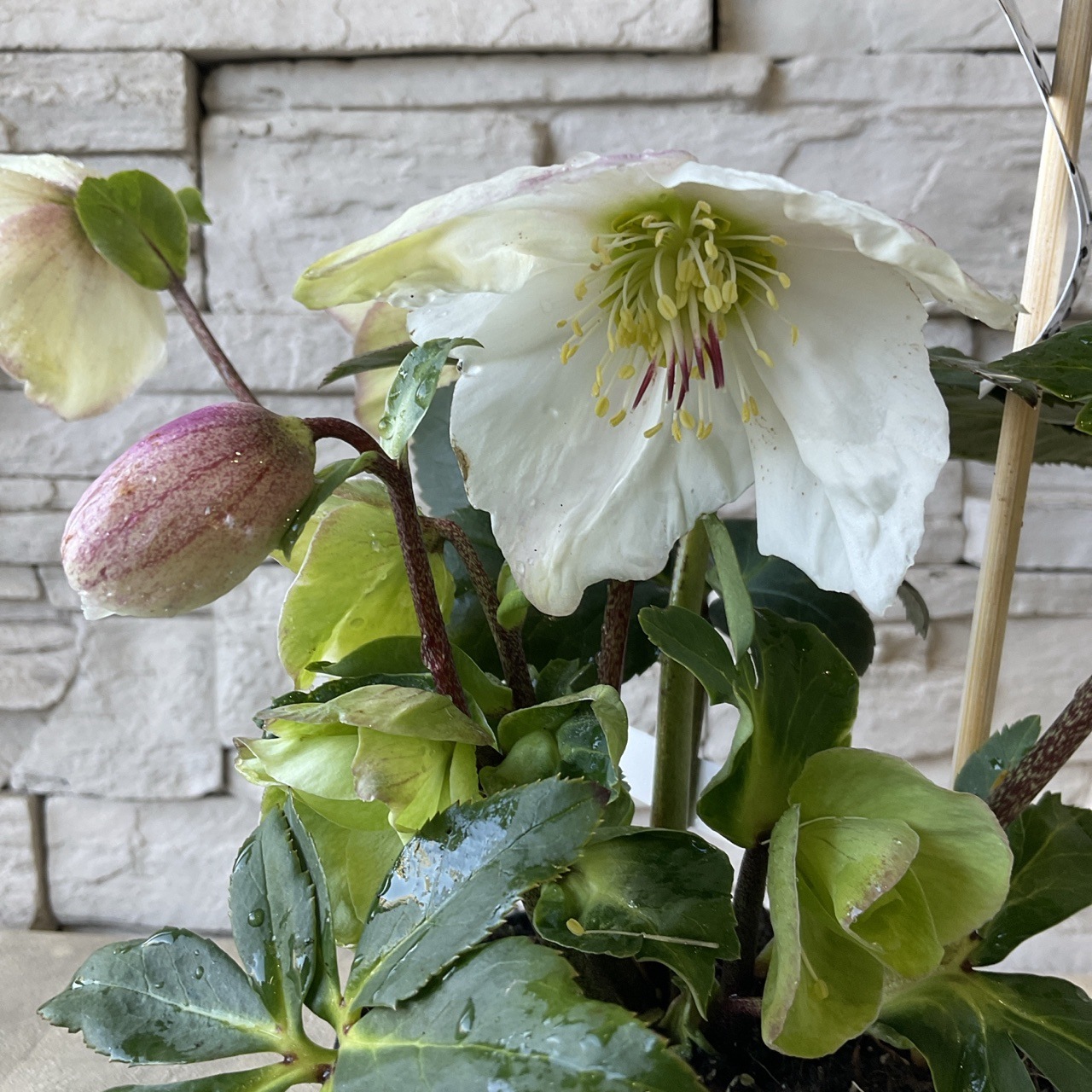 完全生産者限定品 クリスマスローズ 雪の妖精シリーズ ケイティ 5号鉢