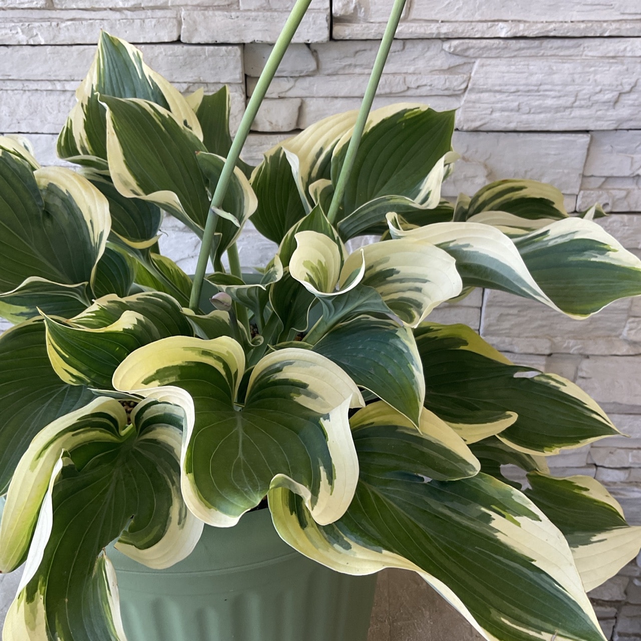 ホワイトサポテ特大苗 120cm ホワイトサポテ特大苗 120cm