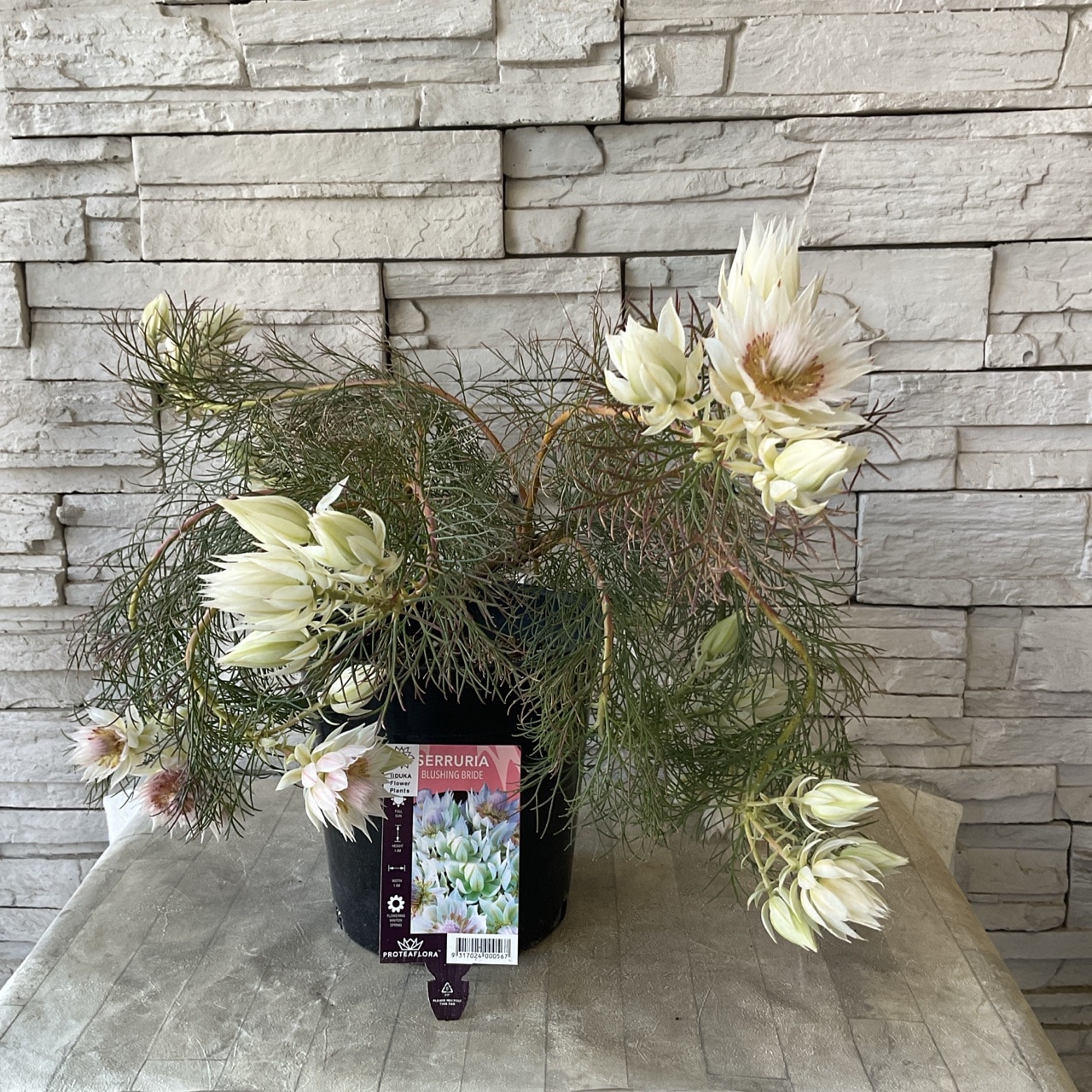 送料無料】セルリア ブラッシングブライド（ホワイト） 7寸鉢 | 鉢花