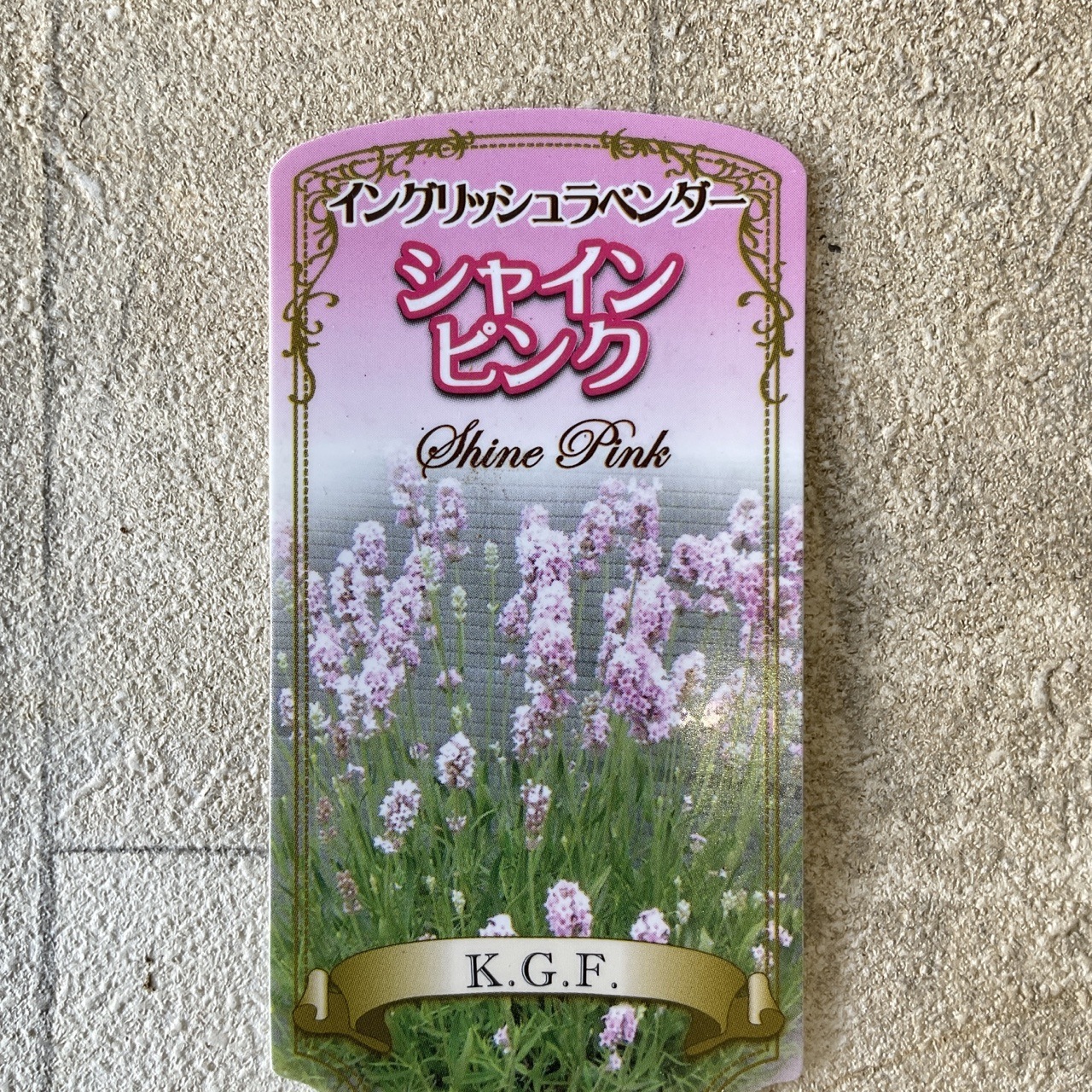 イングリッシュラベンダー シャインピンク 4寸鉢 | 鉢花・花苗 | 橋本